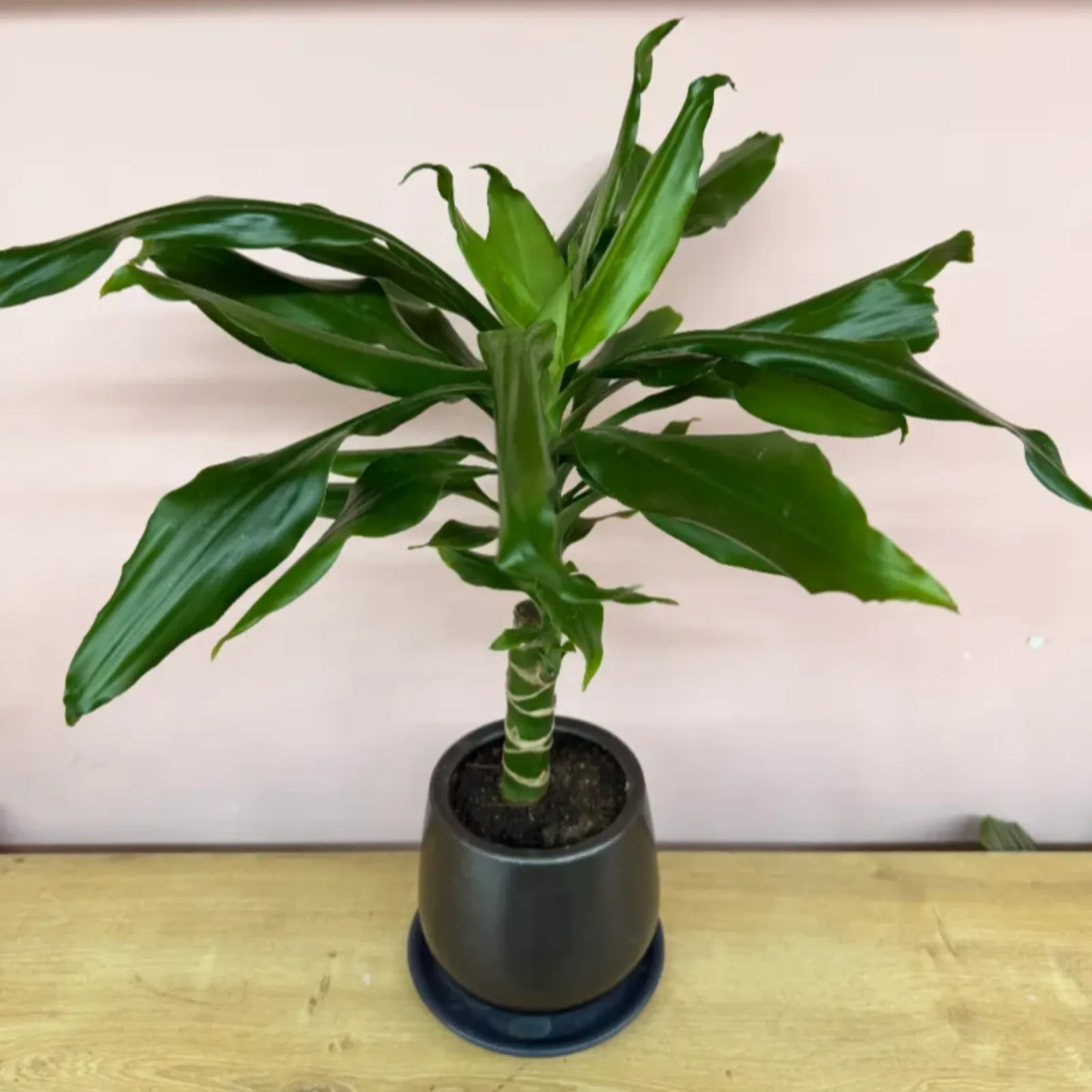 Dracaena Fragrans