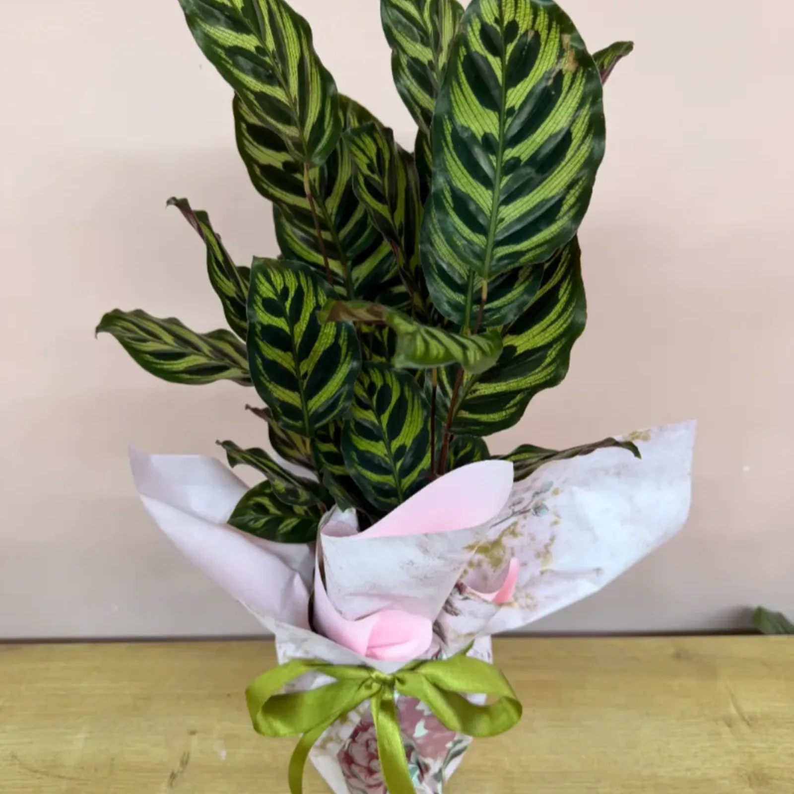 Kalatya (Calathea)