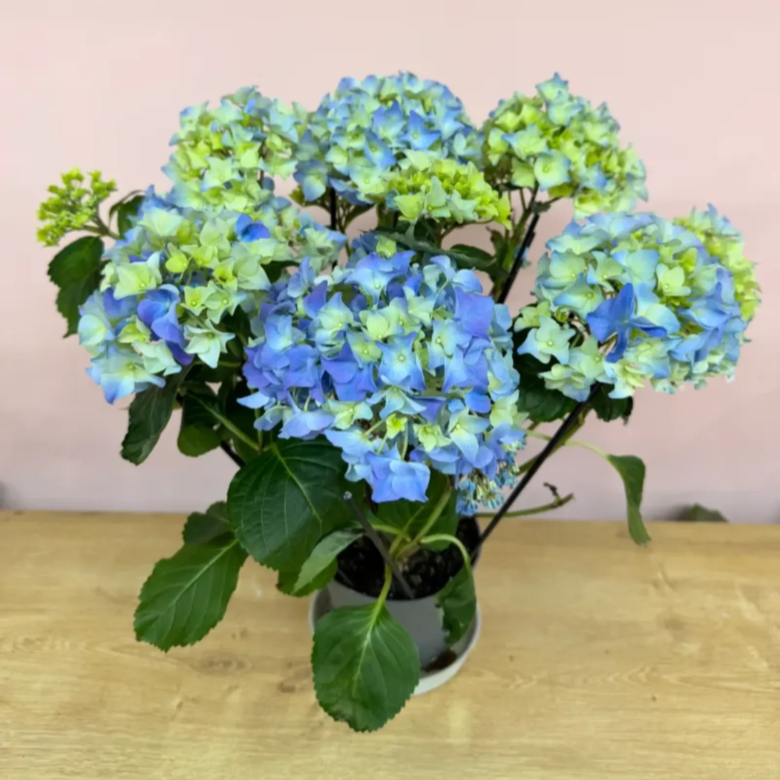 Mavi Ortanca (Hydrangea)